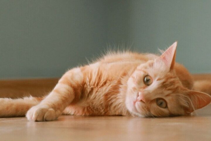 Laxative For Cats | Constipation Symptoms and Treatments