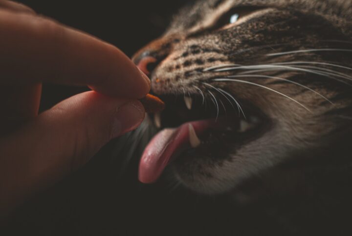 High-Calorie Cat Food - The Ultimate Guide