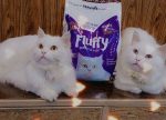 Fluffy Cat Food – 1.2 KG - Image 4