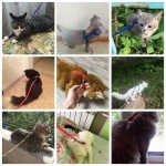 Premium Adjustable Cat Harness Leash Set - Image 12