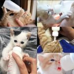 Pet Feeding Bottle Kit - Image 5
