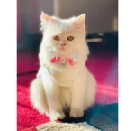 Printed Pet bows with bell adjustable - Image 6