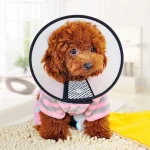 E-Collar for Dogs/Cats - Puppy/Kitten - Image 2