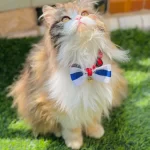 Printed Pet bows with bell adjustable