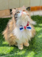 Printed Pet bows with bell adjustable