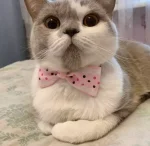 Printed Pet bows with bell adjustable - Image 5