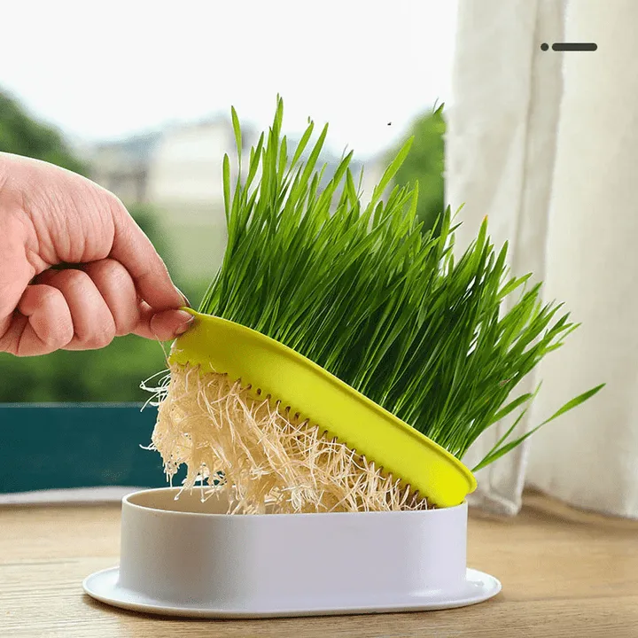 Cat-Grass-Growing-Kit-With-Free (1) Cat Grass Growing Kit - Image 1