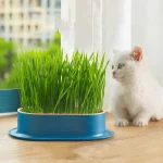 Cat Grass Growing Kit - Image 3