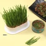 Cat Grass Growing Kit - Image 2