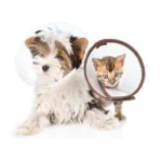 Pet Cone E-Collar