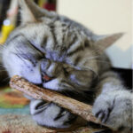 Catnip Stick (Best for Cat Dental Health) - Image 2