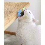 Catnip Lollipop Bundle for Cats - Image 9
