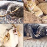 All Natural Catnip Teething Toy for Cats (Pack of 2) - Image 12