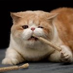 All Natural Catnip Teething Toy for Cats (Pack of 2) - Image 2