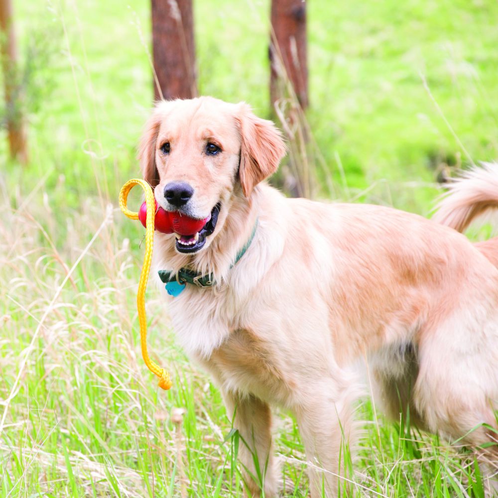 T1FE-2-20190319052752-20190319052814-1000x1000-628b6be6e3140.jpg Dog Kong Toy With Rope - Image 1
