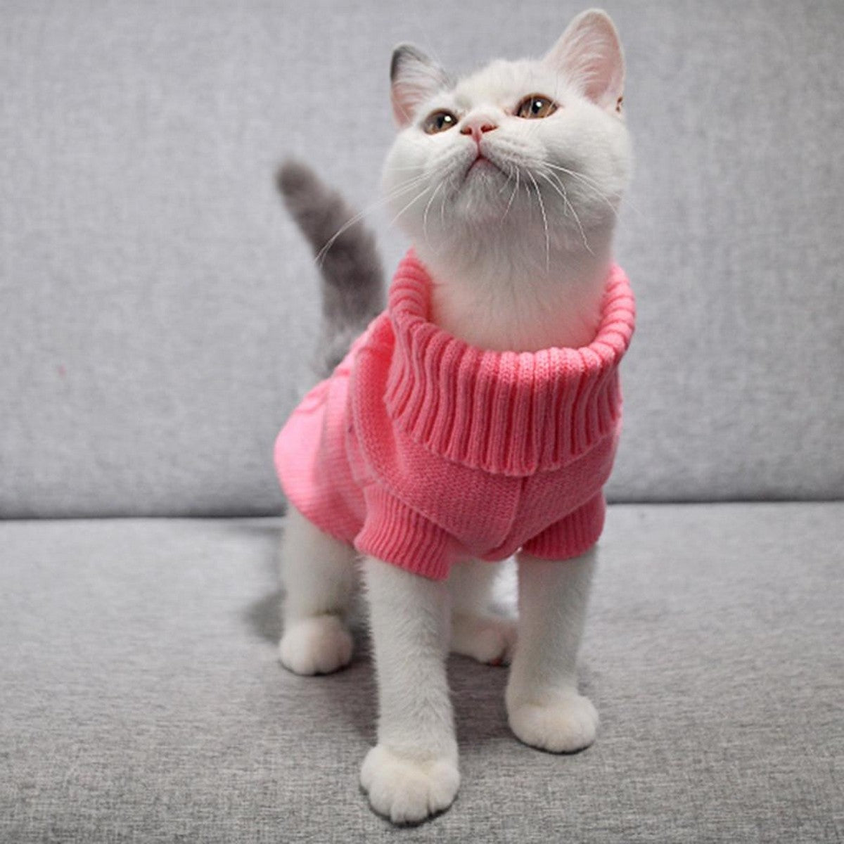 ea88228e117ca92590a25c87f1eaaa6a.jpg Cat Sweater - Image 1