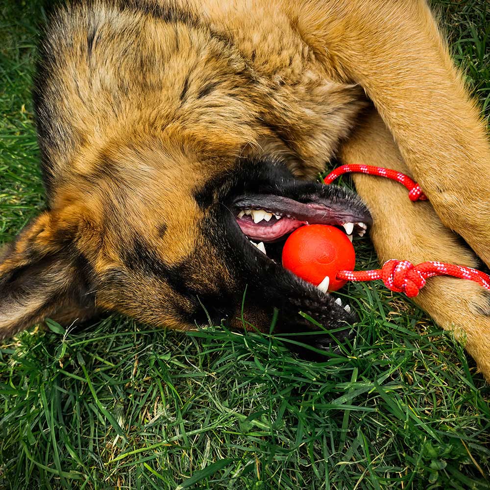 redque-german-shepherd-training-ball-on-the-rope-2.jpg Red Hard Ball With Rope For Pets - Image 1