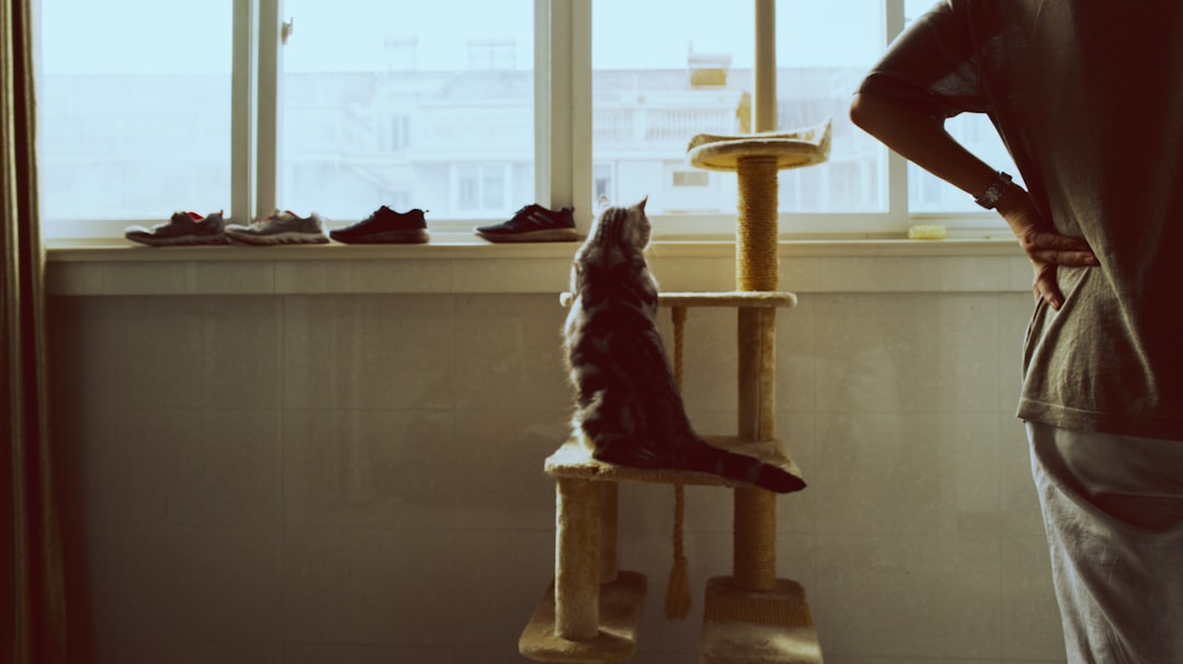 cat scratching posts 1779213769 The Ultimate Guide to Cat Scratching Posts: Why Your Feline Friend Needs One