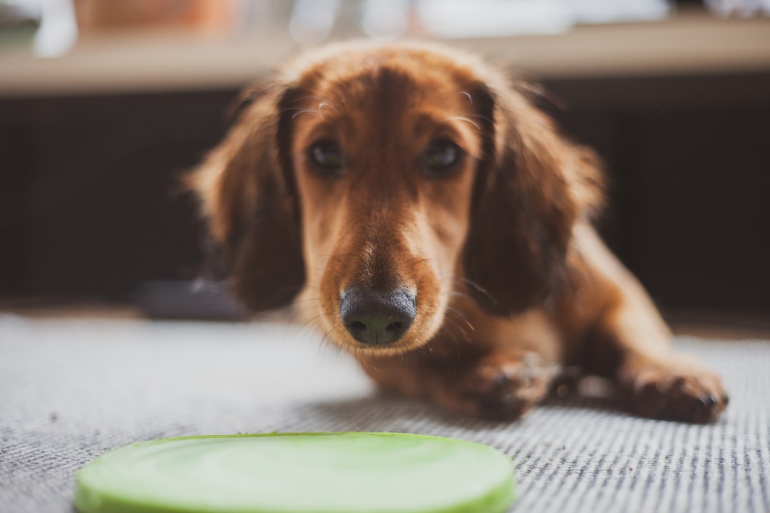 dog training pads 1781047855 1 The Ultimate Guide to Dog Training Pads: Housebreaking Made Easy